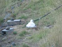 Albums/20060200-New Zealand 2006/20060314-Dunedin/42